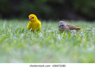 Saffron Finch