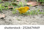 Saffron finch (Sicalis flaveola) in a field in Canoa, Ecuador