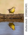 Saffron Finch ,Sicalis flaveola, La Pampa, Argentina.