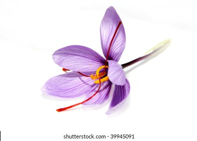 Saffron Flower