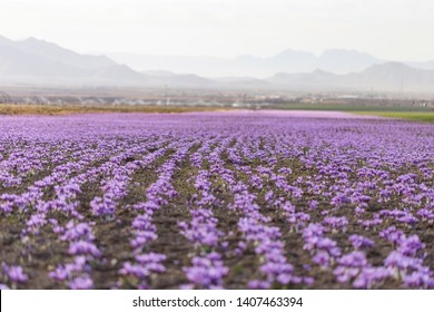 Saffron Flower In Farm, Farm