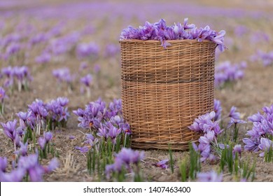 Saffron Flower In Farm, Farm