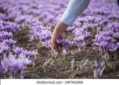 Saffron Flower In Farm, Farm