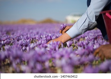 Saffron Flower In Farm, Farm