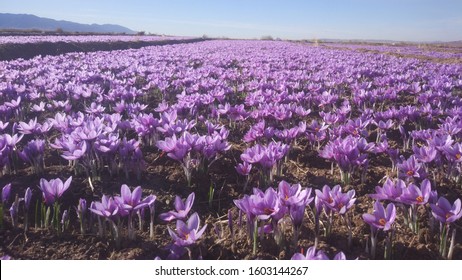 Saffron Flower Farm In I.R.Iran