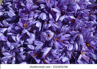 Saffron Flower Farmer Farm Spice
