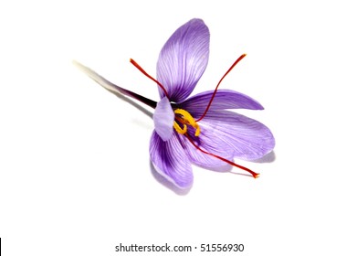 A Saffron Flower Isoalted On A White Background