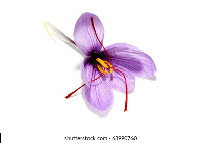 A Saffron Flower Isoalted On A White Background