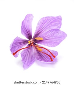 Saffron  Flower Isolated On White Background