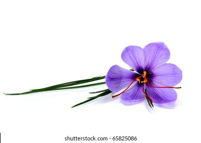 A Saffron Flower Isolated On A White Background