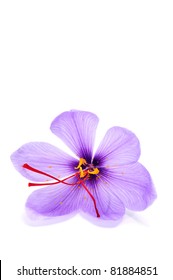 A Saffron Flower On A White Background