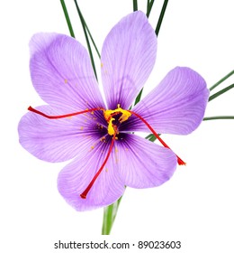 A Saffron Flower On A White Background