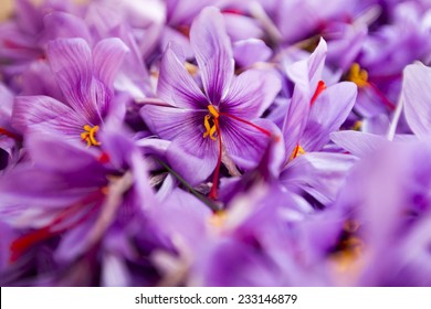 Saffron Flowers