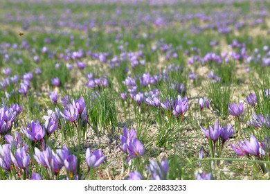 Saffron Flowers In A Field