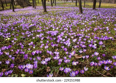 Saffron Flowers In A Field.