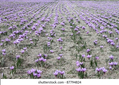 Saffron Flowers Field