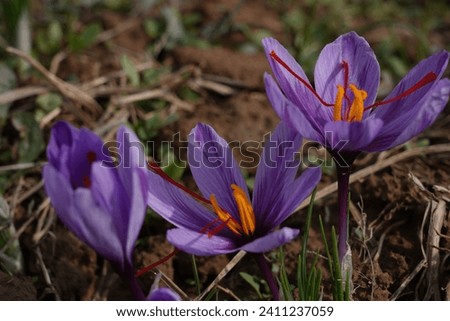 Saffron flowers in the fields.