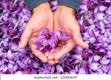 Saffron Flowers In A Handful After Harvest.