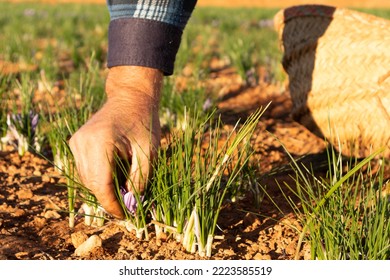 Saffron Harvest By Hand In Field