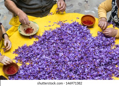 Saffron Harvest In Madridejos, Toledo, Spain