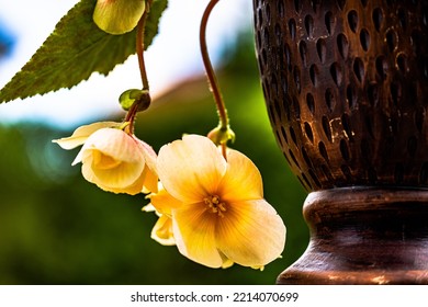 Saffron Mallow Plant In The Vase