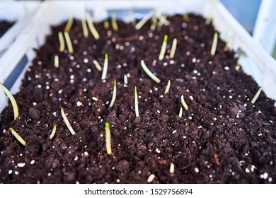 Saffron Seedlings Growing Greenhouse Stock Photo 1529756894 | Shutterstock