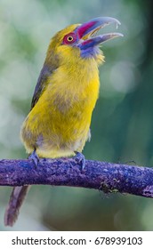 Saffron Toucanet