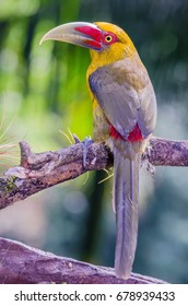 Saffron Toucanet