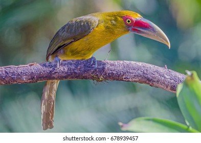 Saffron Toucanet