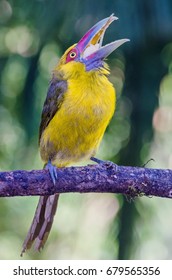 Saffron Toucanet