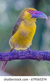 Saffron Toucanet