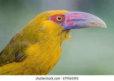 Saffron Toucanet