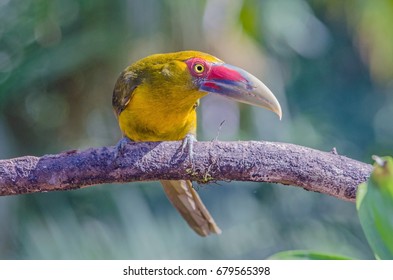 Saffron Toucanet