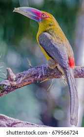 Saffron Toucanet