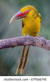 Saffron Toucanet