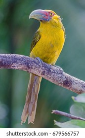 Saffron Toucanet