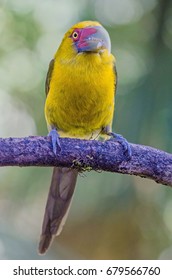 Saffron Toucanet