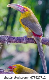 Saffron Toucanet