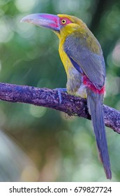 Saffron Toucanet