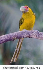 Saffron Toucanet