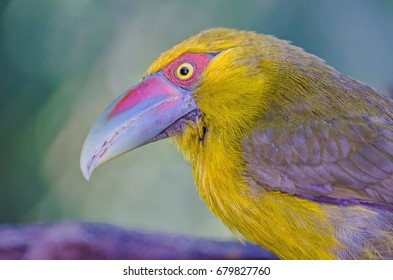 Saffron Toucanet