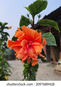 Safron Colour Hibiscus Flower In The Garden