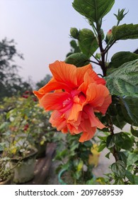 Safron Colour Hibiscus Flower In The Garden