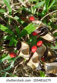 2,084 Acacia Beans Images, Stock Photos & Vectors | Shutterstock