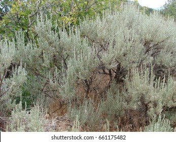 Sage Brush - Artemisia Tridentata