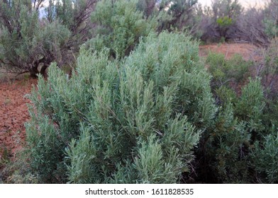 Sage Brush Bush In The Desert