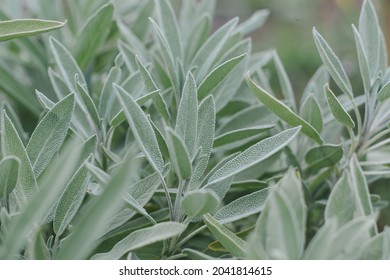 Sage bush rubbed in the garden. Growing medicinal herbs. Homeopathy aromatherapy. Herbal treatment. Living plant salva. Medicine. Natural plant lifestyle background