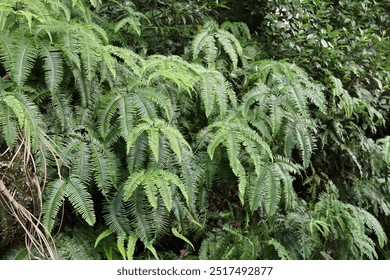 Sage Rose、Yellow Alder、Yellow Buttercups
Turnera ulmifolia - Powered by Shutterstock