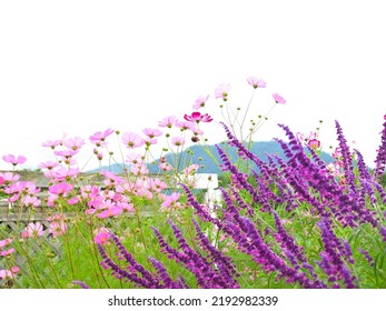 Sage And Cosom Flowers Blooming In The Autumn Garden. 