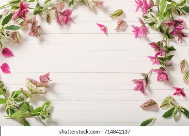 Sage Decorative On White Wooden Background Stock Photo 714842137 ...